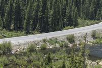 a highway with a bear near the side of it and a forest beyond with water in the foreground