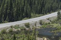 a highway with a bear near the side of it and a forest beyond with water in the foreground