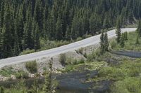 a highway with a bear near the side of it and a forest beyond with water in the foreground