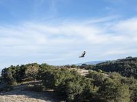 a bird flies through the air over a small hill with a few trees on the hillside