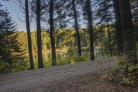 a dirt road running through the woods towards a lake, with trees on both sides and water in the background