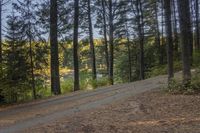 a dirt road running through the woods towards a lake, with trees on both sides and water in the background