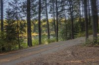 a dirt road running through the woods towards a lake, with trees on both sides and water in the background