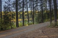 a dirt road running through the woods towards a lake, with trees on both sides and water in the background