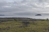 a field with animals standing and laying in grass next to water with an island in the distance