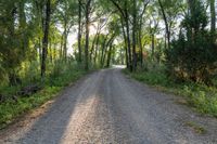 a dirt road surrounded by some tall trees with sun streaming through the leaves on each side