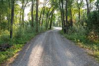 a dirt road surrounded by some tall trees with sun streaming through the leaves on each side