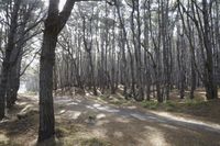 a bunch of trees standing in a wooded area together with rocks and dirt on the ground
