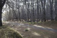 a bunch of trees standing in a wooded area together with rocks and dirt on the ground