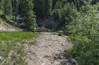 a small stream flowing over a rock wall next to a small forest with lots of trees