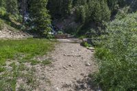 a small stream flowing over a rock wall next to a small forest with lots of trees