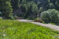 a small stream flowing over a rock wall next to a small forest with lots of trees