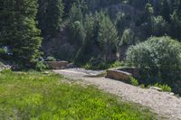 a small stream flowing over a rock wall next to a small forest with lots of trees