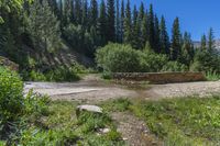 a small stream flowing over a rock wall next to a small forest with lots of trees