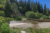 a small stream flowing over a rock wall next to a small forest with lots of trees