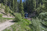 a small stream flowing over a rock wall next to a small forest with lots of trees