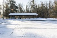 Scenic Landscape in Canada: Snowy Forest and Trees