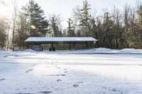 Scenic Landscape in Canada: Snowy Forest and Trees