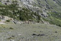 a dog standing in a rocky field with trees and rock walls behind it a small structure is on the bottom of the mountain