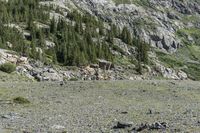 a dog standing in a rocky field with trees and rock walls behind it a small structure is on the bottom of the mountain