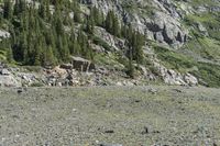 a dog standing in a rocky field with trees and rock walls behind it a small structure is on the bottom of the mountain