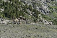 a dog standing in a rocky field with trees and rock walls behind it a small structure is on the bottom of the mountain