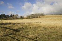 a yellow grass and a dirt road in a field and some trees with clouds on the background