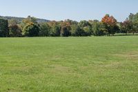 a woman with her hair in ponytails is standing in a large green field playing frisbee