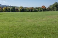 a woman with her hair in ponytails is standing in a large green field playing frisbee