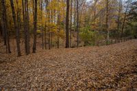 leaves covering ground in the woods near a wooden fence that extends into a wooded area