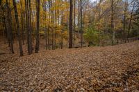 leaves covering ground in the woods near a wooden fence that extends into a wooded area