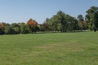 a large grass field in the middle of an area with trees on either side and blue skies overhead