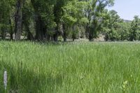 a white cow grazes in tall grass near the trees in the forest at a ranch