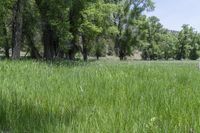 a white cow grazes in tall grass near the trees in the forest at a ranch