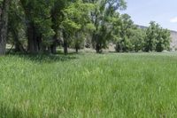 a white cow grazes in tall grass near the trees in the forest at a ranch