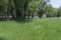 a white cow grazes in tall grass near the trees in the forest at a ranch