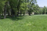 a white cow grazes in tall grass near the trees in the forest at a ranch