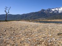 a lone tree stands on a rocky shore, with the mountains in the distance,