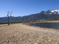 a lone tree stands on a rocky shore, with the mountains in the distance,