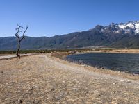 a lone tree stands on a rocky shore, with the mountains in the distance,