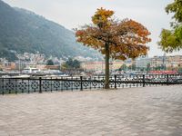 an old - fashioned tree on the sidewalk overlooking a small town over looking water with a mountain in the background