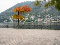 an old - fashioned tree on the sidewalk overlooking a small town over looking water with a mountain in the background