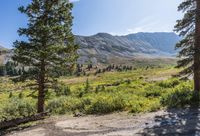a dirt road winding up to a valley with trees and mountains in the background,