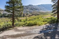 a dirt road winding up to a valley with trees and mountains in the background,