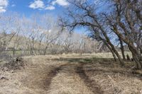 a trail with trees in the middle and dry grass in the foreground on a clear, sunny day