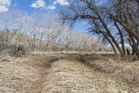 a trail with trees in the middle and dry grass in the foreground on a clear, sunny day