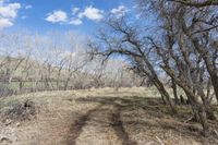 a trail with trees in the middle and dry grass in the foreground on a clear, sunny day