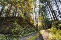 Scenic Path in Bellingham, Washington