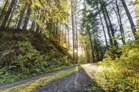 Scenic Path in Bellingham, Washington