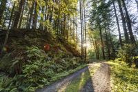 Scenic Path in Bellingham, Washington